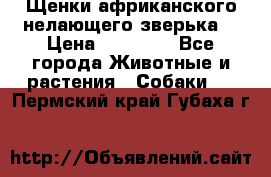 Щенки африканского нелающего зверька  › Цена ­ 35 000 - Все города Животные и растения » Собаки   . Пермский край,Губаха г.